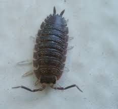 <p>Woodlice (pissenbedden)</p>