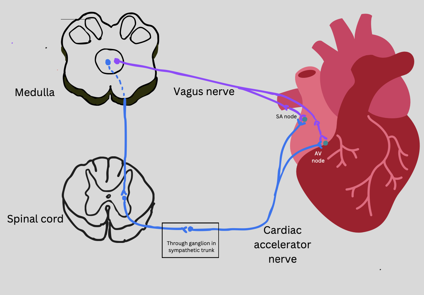 <ul><li><p>SA node innervated by the parasympathetic nervous system via the <u>vagus nerve</u></p><ul><li><p>cranial nerve</p></li><li><p>direct innervation</p></li><li><p>decrease HR</p></li></ul></li><li><p>SA and AV nodes innervated by the sympathetic nervous system via the <u>cardiac accelerator nerve</u></p><ul><li><p>through spinal cord</p></li><li><p>Increase HR</p></li></ul></li></ul><p></p>