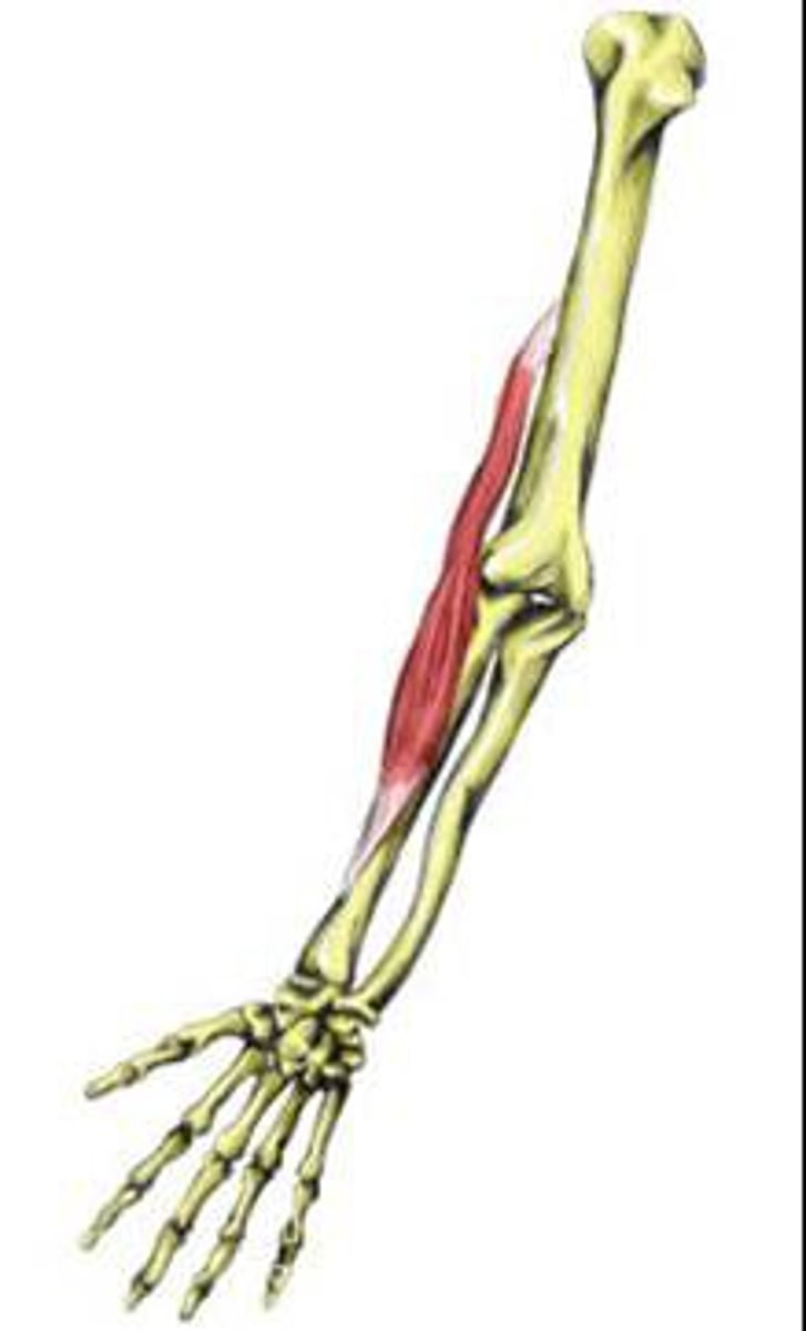 <p>flexes forearm at elbow</p>