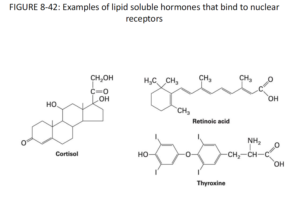 <p><strong>Figure 8-42 Examples</strong><br> Examples of lipid-soluble hormones that bind to nuclear receptors</p><p><strong>Retinoic Acid</strong></p><p><strong>Cortisol</strong></p><p><strong>Thyroxine</strong></p>
