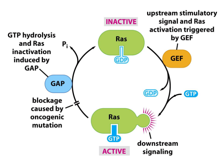 <p><span>Ras signaling cycle determined by</span></p>