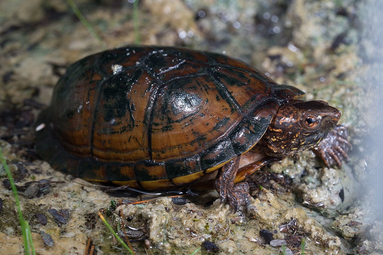 <p>Mud turtles</p>