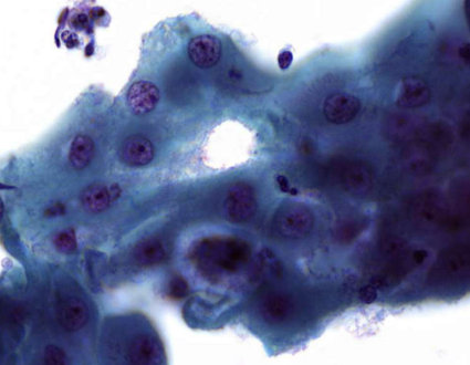 <p>describe cytoplasm</p>