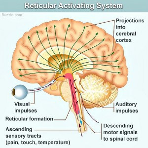 <ul><li><p>Sensory information ascending the spinal chord synapse in the thalamus, new neurons ascend up to the cortex</p></li><li><p class="MsoListParagraphCxSpMiddle">Reticular activating system is ascending information which is non specific – more a general state of arousal</p><ul><li><p class="MsoListParagraphCxSpMiddle">Also has very diffuse innervation</p></li><li><p class="MsoListParagraphCxSpMiddle">Main sensory afferents have projections which form the reticular activating system</p></li></ul></li><li><p class="MsoListParagraphCxSpMiddle">Has a circuit loop which acts as a relay station for sensory info <span> </span></p><ul><li><p class="MsoListParagraphCxSpMiddle">Provides all parts of the corte with information and in turn takes input from the cortex<span> </span></p></li><li><p class="MsoListParagraphCxSpLast">Ascending info sent to the thalamus <span>—> </span>cortex —> descending info to the striatum <span>—></span> thalamus</p></li></ul></li></ul><p></p>