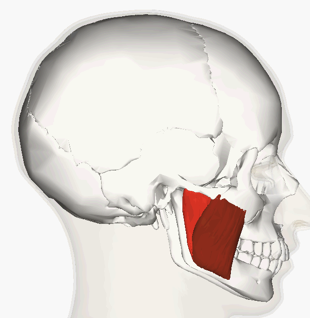 <p>INSERTION of masseter</p>