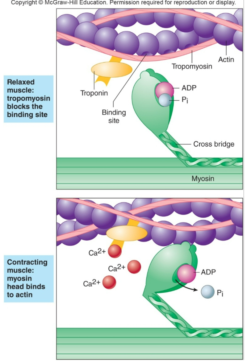 
1. Myosin is energized but thin filament binding blocked
2. Contraction is dependent on CALCIUM activating the thin filament to allow myosin to bind actin