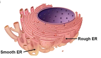 <p>Endoplasmic Reticulum (ER)</p>