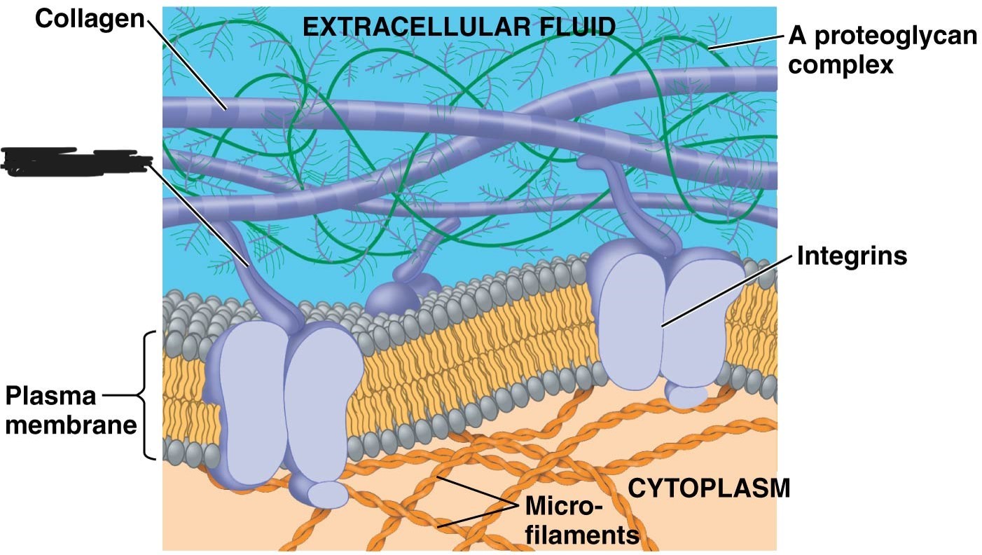 <p>2 Extracellular matrix (ECM)</p>