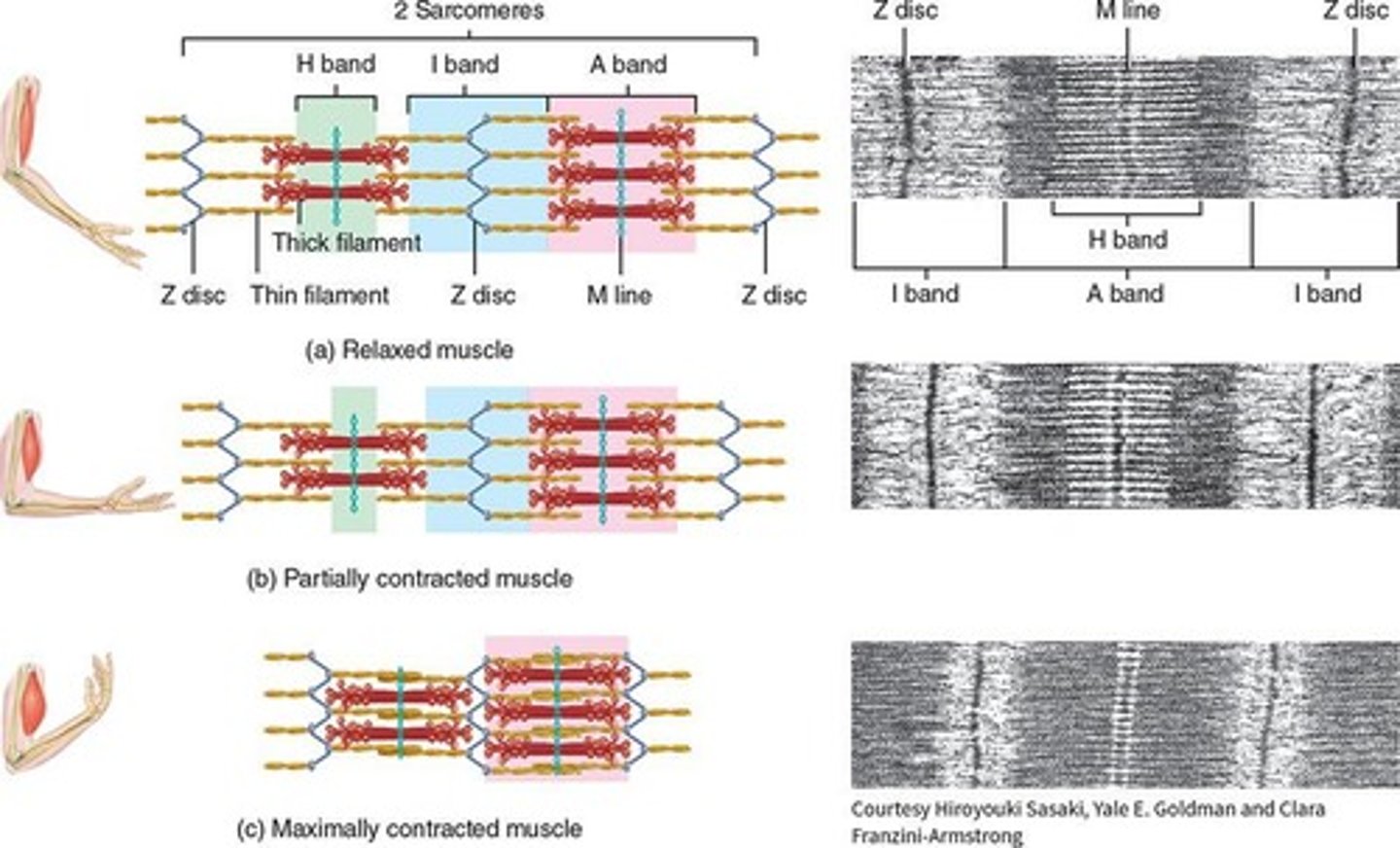 <p>Sequence of events leading to muscle contraction.</p>