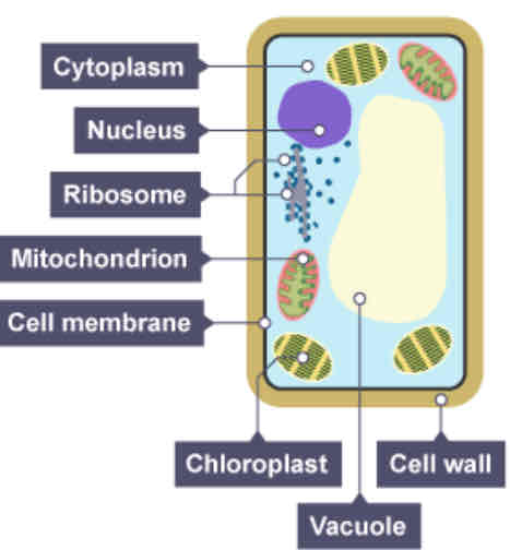 <p>★ Cell wall ★ Permanent vacuole ★ Chloroplast</p>