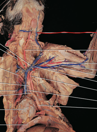 <p>drains deoxygenated blood from superficial parts of the head and face</p>