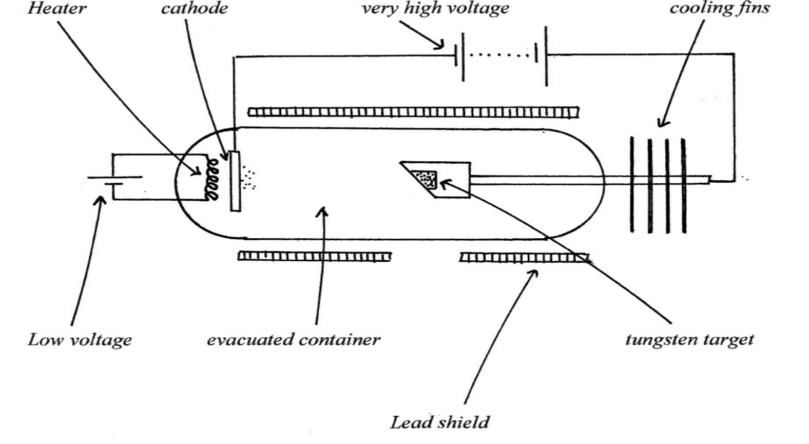 <ul><li><p><span>Electrons are emitted from the cathode by the thermionic effect.</span></p></li><li><p><span>They are accelerated to a very high speed by the high voltage</span></p></li><li><p><span>They hit the tungsten target and X-rays are emitted</span></p></li><li><p><span>The lead shield protects the user from the harmful effects of X-rays.</span></p></li></ul>