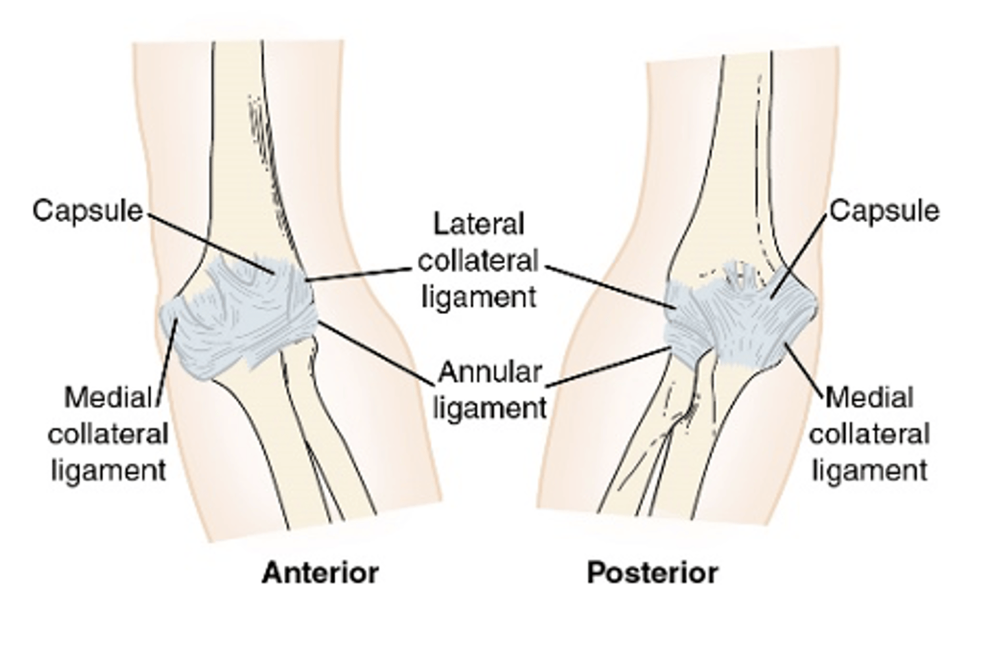 <p>- surrounds elbow complex</p><p>- encompasses distal humerus, proximal radius, and proximal ulna</p>