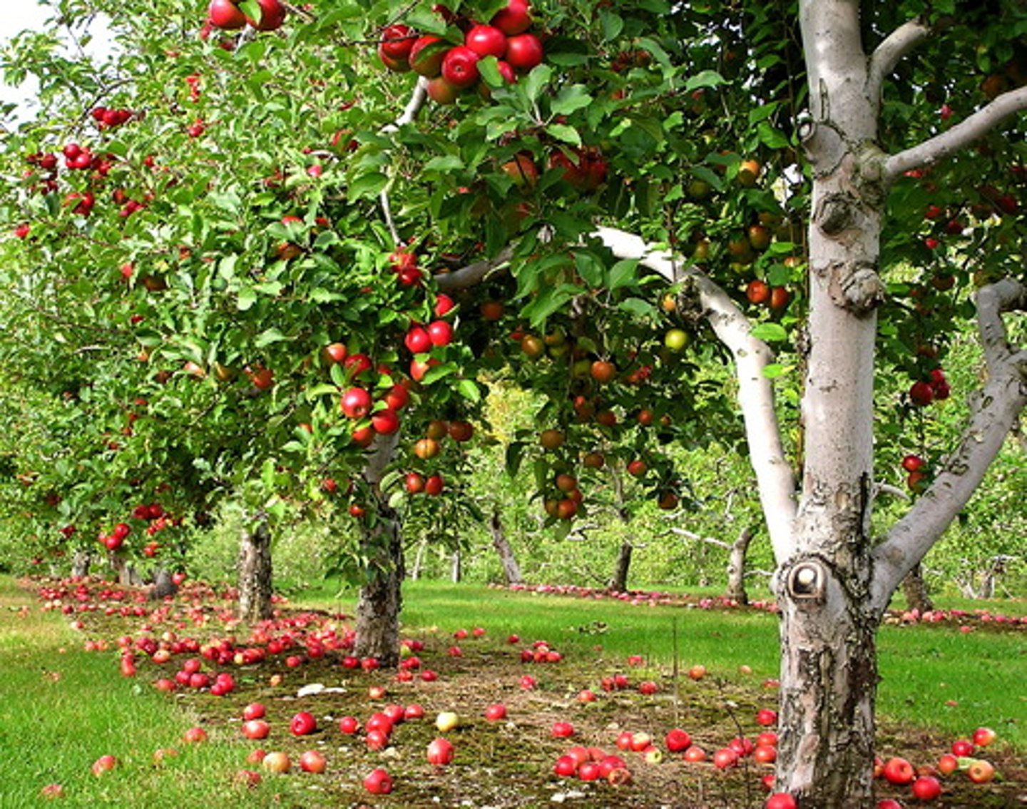 <p>Orchard; Vegetable garden</p>