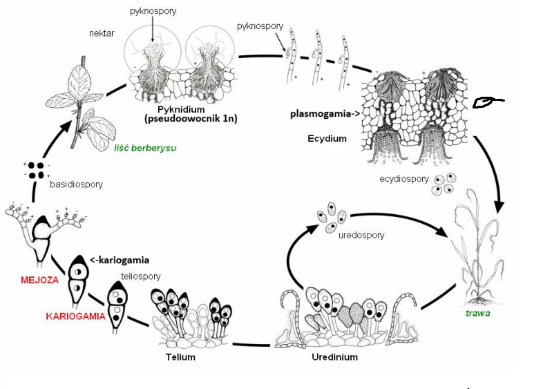 <p>-rdza źdźbłowa <em>Puccinia graminis</em></p><p>zarodniki:<br>wiosna<br>-basidiospory (1n) cel- infekcja berberysu (cienkościenne)<br>-pyknospory (1n) cel- dikariotyzm<br>-ecydiospory (1+1) cel- infekcja trawy (powstają w łańcuchach)<br>lato<br>-uredospory (1+1) cel- infekcja kolejnych traw (kolczaste)<br>zima<br>-teliospory (1+1) cel- przetrwanie zimy (grubościenne, silnie zmelanizowane)</p>