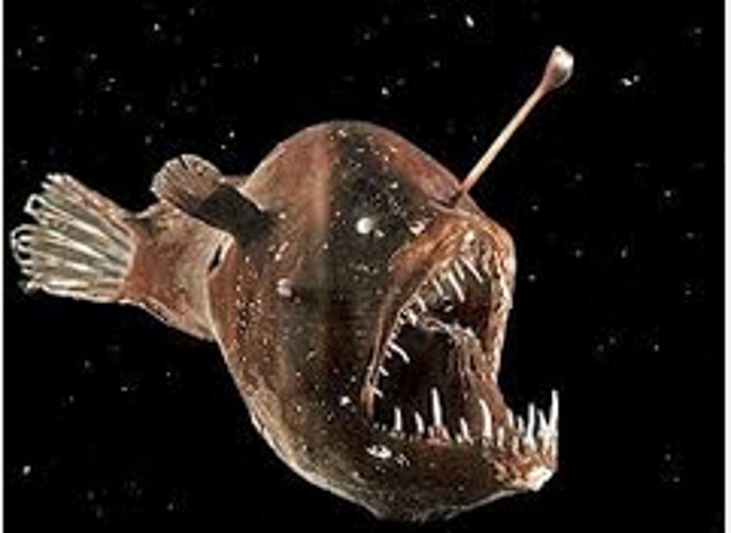 <p>They rely on:</p><p>- food produced near the surface (like planktonic algae) to be carried down by water currents.</p><p>- the bodies of dead organisms that sink.</p>