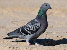 <p>What bird is this?</p>