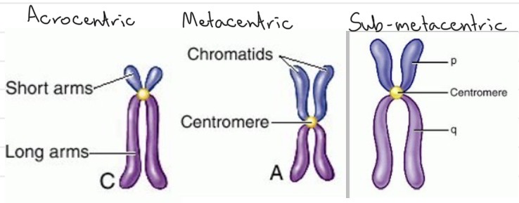 <ul><li><p>Compact, protects DNA from damage, organisation and structure, efficient transmission during cell division, each pair has same banding latter and centromere position</p></li><li><p>Dog 39 pairs (78), Cat 19 pairs (38), Cow 30 pairs (60)</p></li></ul><p></p>