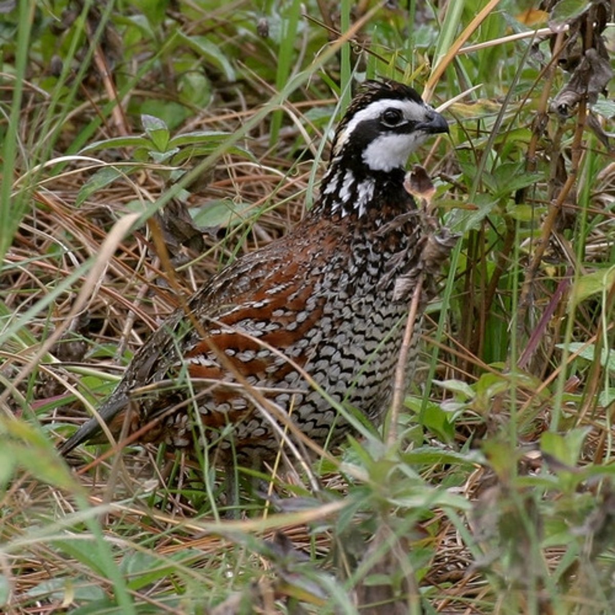 <p>Galliformes</p><p>Odontophoridae</p>