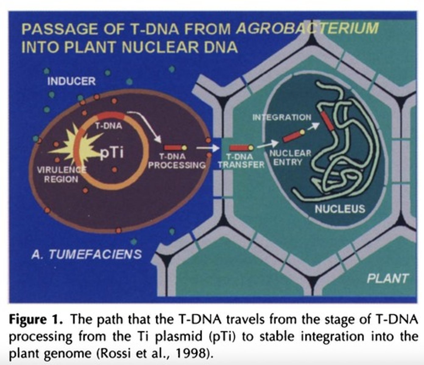 <p>The Ti plasmid is a tumor-inducing plasmid from Agrobacterium tumefaciens that can transfer DNA into plant cells.</p>