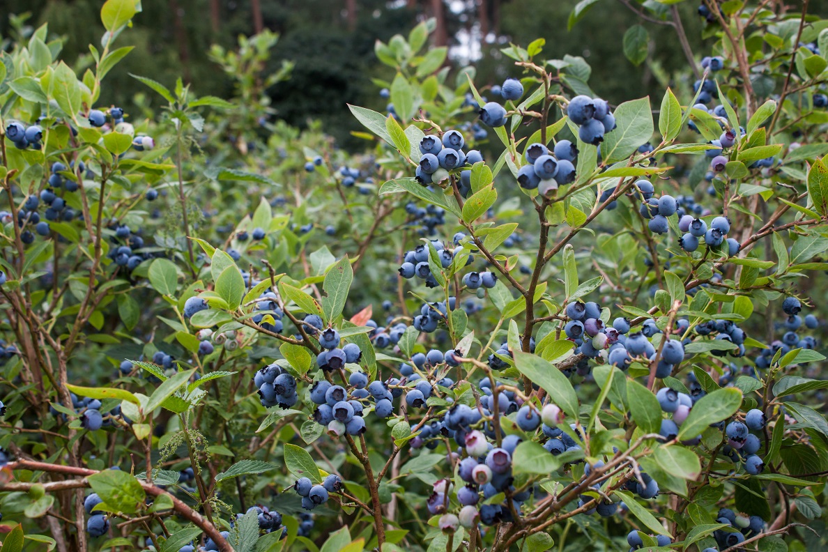 <p>highbush blueberry, Vaccinium corymbosum, Ericaceae</p>