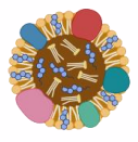 <p>HDL - high density lipoprotein = "good cholesterol"</p>