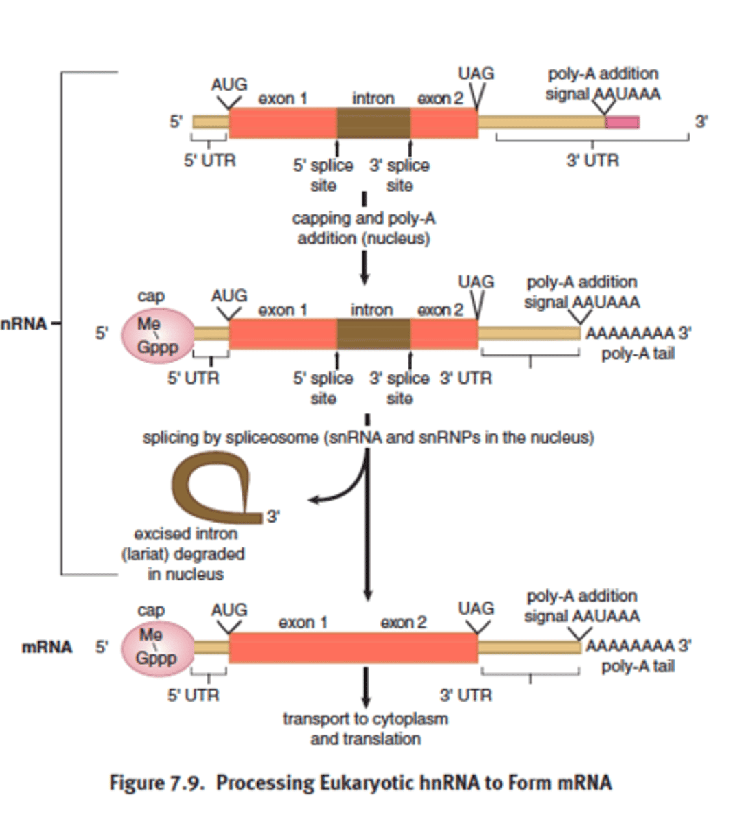 <p>-remove noncoding sequences (introns) and ligate coding sequences (exons) together\</p><p>-accomplished by the spliceosome</p><p>- introns stay in nucleus; exons exit nuclease as part of the mRNA</p><p>- maturation of hnRNA includes splicing of the transcript to remove non coding sequences and ligate coding sequence</p><p>- accompanied by spliceosme - small nuclear RNA (snRNA) with proteins - small nuclear ribonuceloproteins (snRNP)</p><p>- recognizes both 5' and 3' split sites of the introns</p><p>- noncodifn sequenze are excised in form of variant and degraded</p>