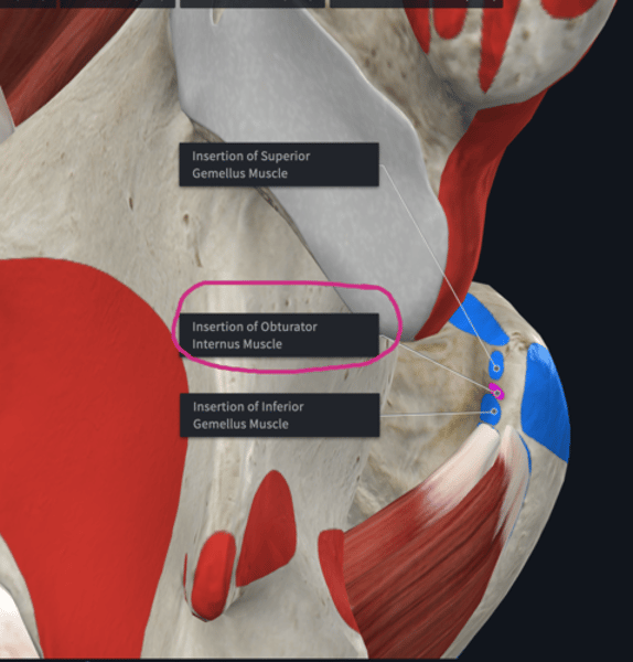 <p>Insertion: Obturator internus</p>