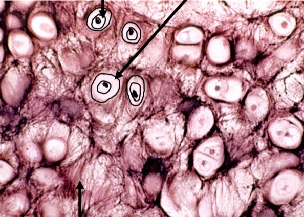 <p>Cell type</p>