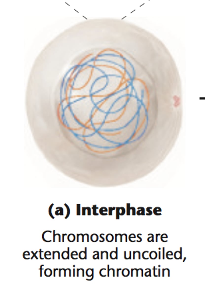 <p>Cell grows, performs its normal functions, and prepares for division; consists of G1, S, and G2 phases</p>