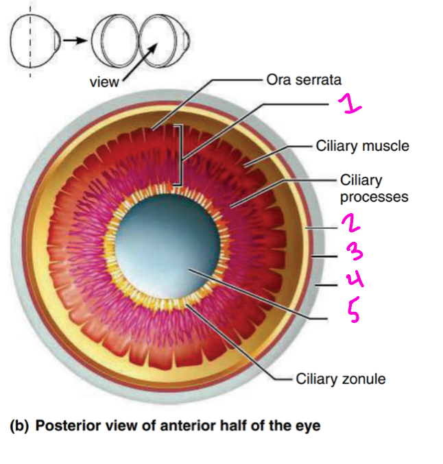 <p>Identify 5</p>