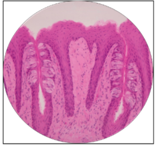 <p>What is this the histology of?</p>