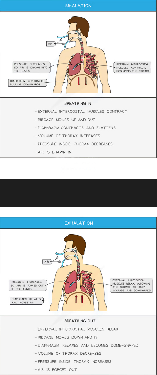 <p>They change the volume and pressure in the thorax to draw air in and out of the lungs</p>