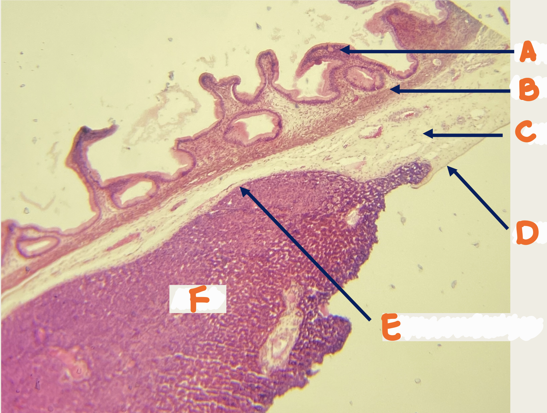 <p>Identify the structure</p>