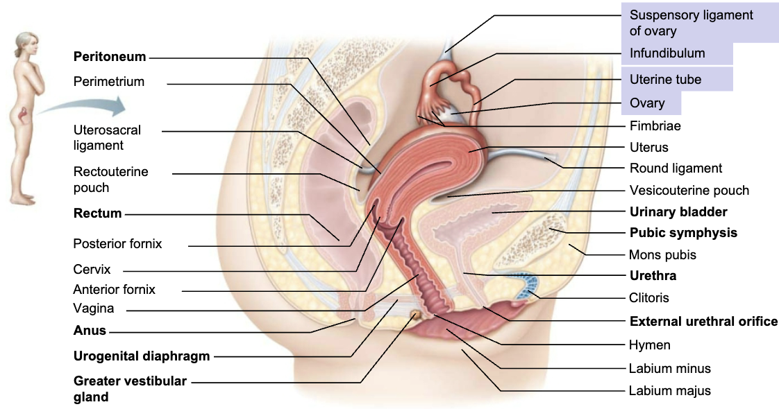 <ul><li><p><span style="color: purple;"><strong><mark data-color="purple" style="background-color: purple; color: inherit;"><span>Internal genitalia</span></mark></strong></span></p></li></ul><p><span style="color: blue;"><strong><span>STRUCUTRE</span></strong></span></p><ul><li><p>Female gonads</p></li><li><p><span style="color: rgb(0, 0, 0);"><span>The paired ovaries are found on either side of the uterus and</span></span><span style="color: rgb(0, 0, 0);"><br></span><span style="color: rgb(0, 0, 0);"><span>are held in place by several ligaments</span></span></p></li></ul><p><span style="color: red;"><strong><span>FUNCTION</span></strong></span></p><ol><li><p>Produce <span style="color: red;"><span>female gametes</span></span> (ova)</p></li><li><p>Secrete female sex hormones, <span style="color: red;"><span>estrogen</span></span> (estradiol, estrone, estriol), and <span style="color: red;"><span>progesterone</span></span></p></li></ol><p></p>