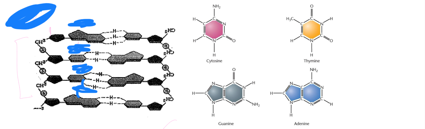 <p>What sequence of the left strand of DNA pictured?</p><p>A. 5’-ACTG-3’</p><p>B. 5’-GTCA-3’</p><p>C. 5’-TAGT-3’</p><p>D. 5’-TGAT-3’</p>