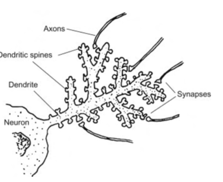 <p>Recieve stimuli from senosry cells, converting them into electrical impulses transmitted to soma (not action potnetials yet). Branches contain different spine swhich increase area availbale for synapse transmission (decrease with poor age+nutrition) ***has many mitochondria</p>