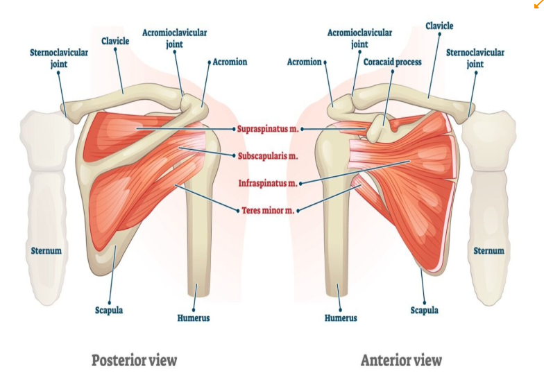 <p>Door welke zenuwen worden de rotatorcuff spieren geinnerveerd?</p>