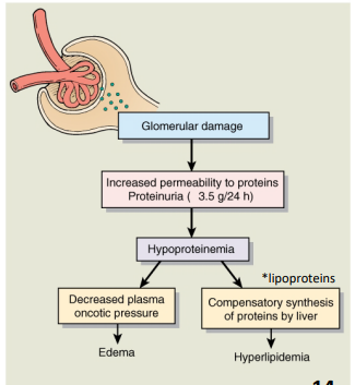 <ul><li><p><u>Damage to podocytes</u> and <u>loss of the negatively charged glycoprotein barrier</u> lead to <strong>increased filtration of proteins into urine</strong></p></li><li><p>Changes to slit membrane; increase in podocyte/glomerular permeability</p></li></ul><p></p>