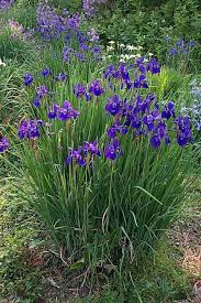 <p>evergreen; clump; not as thick</p><p>leaves: sword like; medium green; narrow</p><p>bloom: blue purple white yellow;</p>