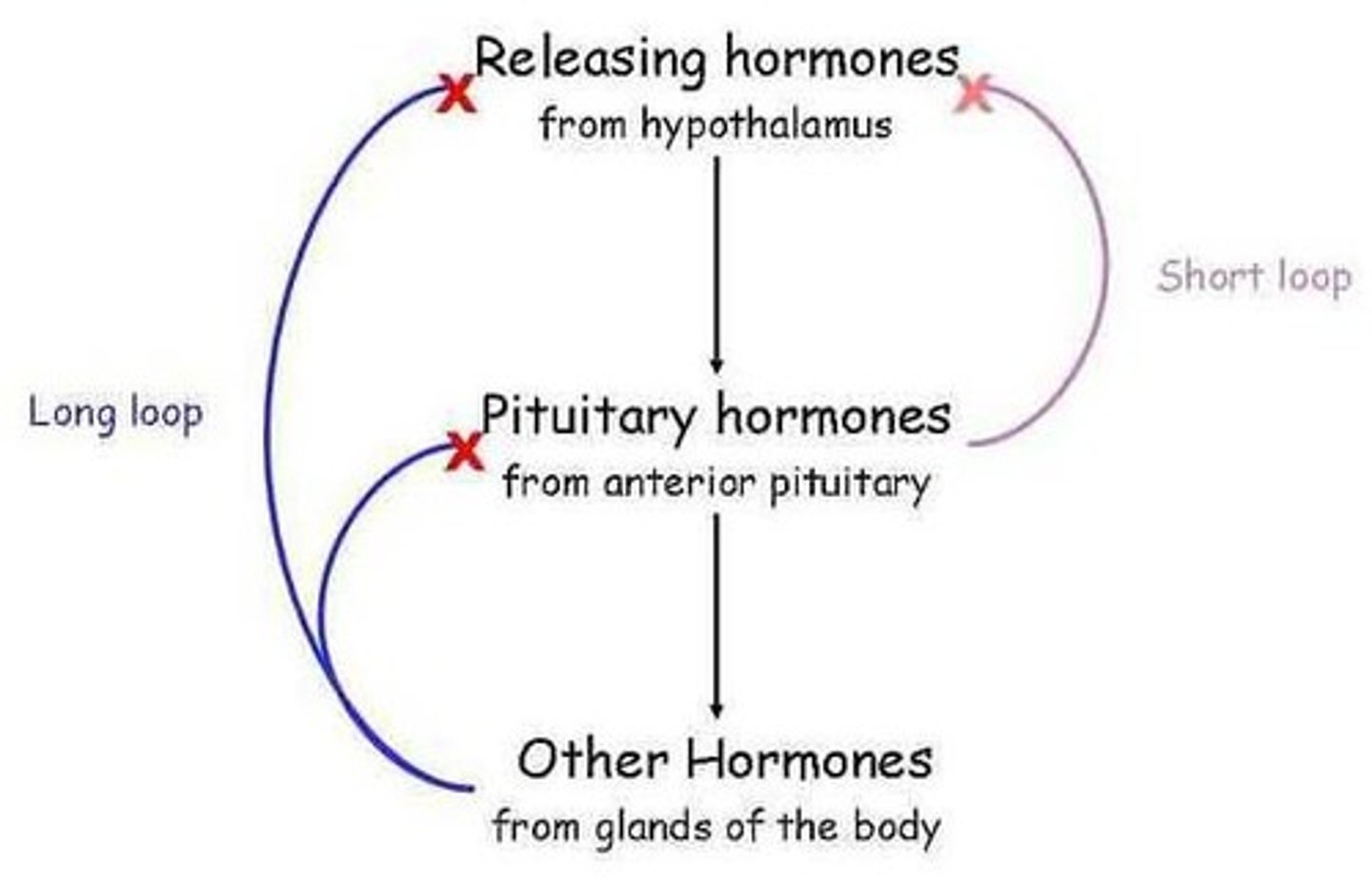 <p>It ensures that hormone levels remain balanced by inhibiting further hormone release when levels are adequate.</p>