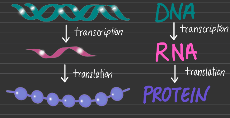 <p>DNA (deoxyribonucleic acid) and RNA (ribonucleic acids)</p><p>DNA - Transcription - RNA - Translation - Protein</p>