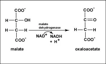 <p>oxaloacetate</p>