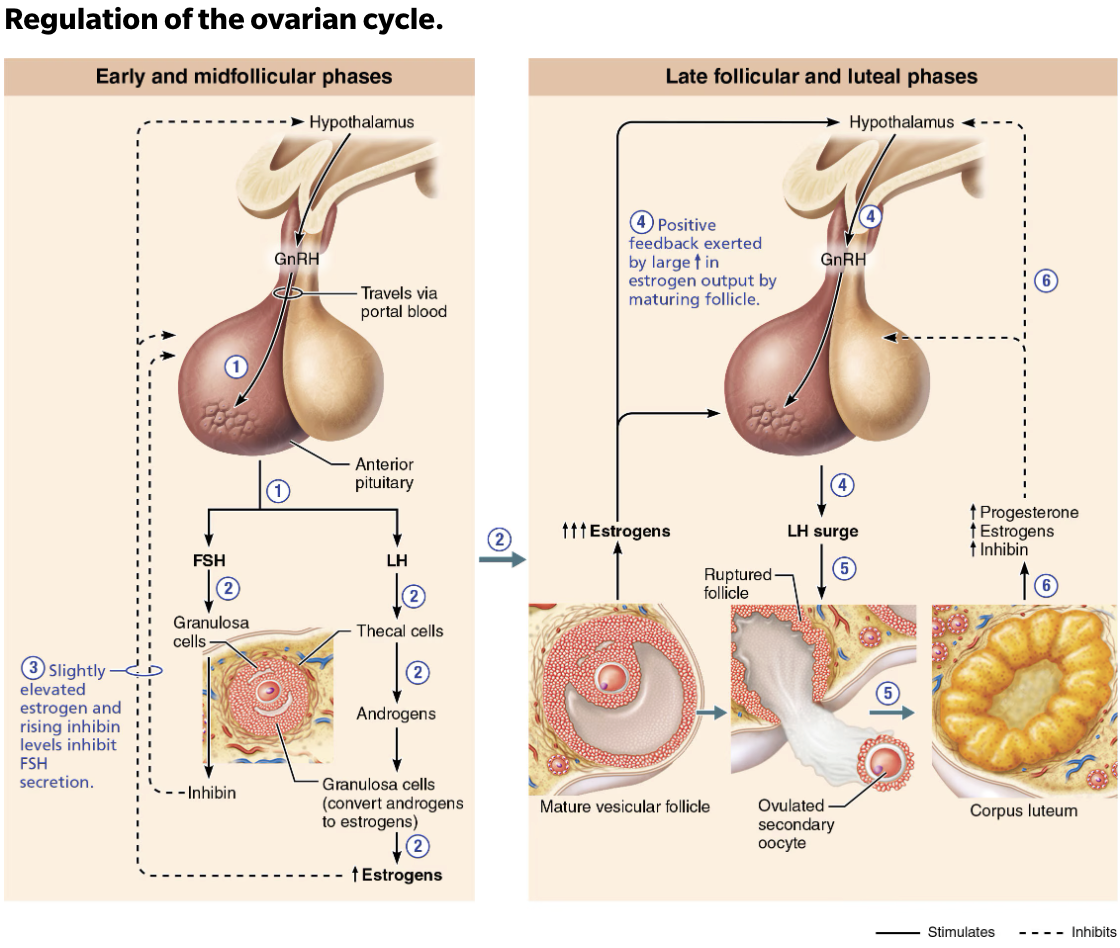 <ol><li><p><span style="color: red;"><strong><span>GnRH</span></strong></span><strong> stimulates FSH and LH secretion</strong></p></li><li><p><span style="color: red;"><strong><span>FSH</span></strong></span><strong> and </strong><span style="color: red;"><strong><span>LH</span></strong></span><strong> stimulate follicles to grow, mature, and secrete sex hormones</strong></p><ul><li><p><strong>FSH</strong> stimulates <span style="color: blue;"><span>granulosa cells</span></span> to release <span style="color: red;"><strong><span>estrogen</span></strong></span> and <strong>LH</strong> prods <span style="color: blue;"><span>thecal cells</span></span> to produce <span style="color: red;"><strong><span>androgens</span></strong></span>, which <span style="color: blue;"><span>granulosa</span></span> converts to <span style="color: red;"><strong><span>estrogens</span></strong></span></p></li></ul></li><li><p><span style="color: red;"><strong><span>LH</span></strong></span><strong> surge triggers </strong><span style="color: blue;"><strong><span>ovulation</span></strong></span><strong> and formation of the </strong><span style="color: blue;"><strong><span>corpus luteum</span></strong></span></p><ul><li><p>Surge triggers ovulation:</p><ul><li><p>LH surge triggers <code>primary oocyte</code> to complete <strong><em><u>meiosis I</u></em></strong> to become <span style="color: blue;"><span>secondary oocyte</span></span></p></li><li><p><code>Secondary oocyte</code> then enters <strong><em><u>meiosis II</u></em></strong>, continuing on to <strong><em><u>metaphase </u></em></strong>II</p></li></ul></li><li><p>Shortly after ovulation:</p><ul><li><p>Estrogen levels decline</p></li><li><p>LH transforms ruptured follicle into <span style="color: blue;"><span>corpus luteum</span></span></p></li><li><p>LH stimulates corpus luteum to secrete <span style="color: red;"><span>progesterone</span></span> and some <span style="color: red;"><span>estrogen</span></span> almost immediately</p></li></ul></li></ul></li><li><p><strong>Negative feedback inhibits LH and FSH release</strong></p><ul><li><p>Negative feedback from rising plasma progesterone and estrogen levels inhibits LH and FSH release</p><ul><li><p><span style="color: red;"><strong><mark data-color="red" style="background-color: red; color: inherit;"><span>Inhibin</span></mark></strong></span>, from corpus luteum and granulosa cells, enhances inhibitory effect</p></li><li><p><span style="color: red;"><strong><mark data-color="red" style="background-color: red; color: inherit;"><span>Declining LH </span></mark></strong></span>ends luteal activity and inhibits follicle development</p></li></ul></li></ul></li></ol><p></p>