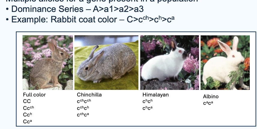 <p>Dominance series</p>