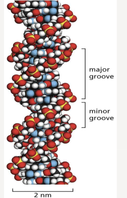 <p>two polynucleotide strands twist around each other to form a right-handed double helix </p><p>10 base pairs per helix turn </p>