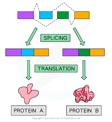 * The exons of genes can be spliced in many different ways to produce different mature mRNA molecules through alternative splicing
* This means that a single eukaryotic gene can code for more than one polypeptide chain
  * E.g. depending on the exons that are removed from the gene coding for the antibody heavy chain, it can produce either a membrane-bound or a directly secreted antibody