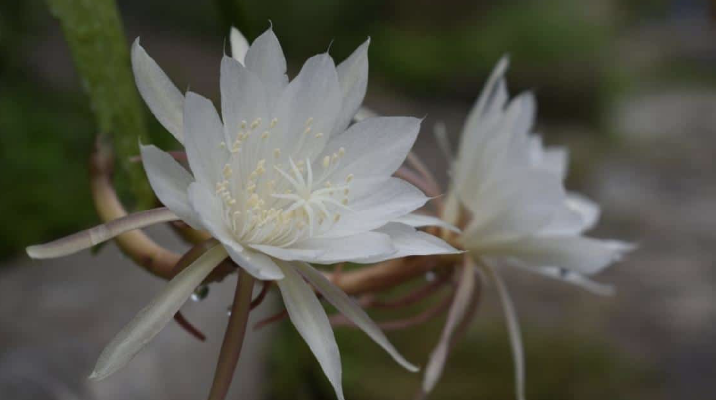 Flower 217 
