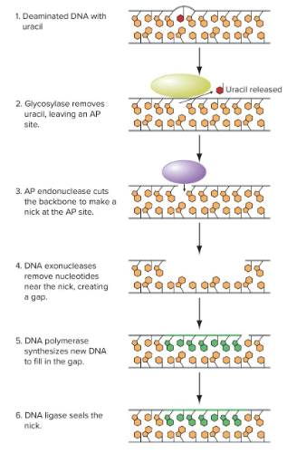 <p>DNA glycosylases remove altered nitrogenous bases and nearby nucleotides.<br>New DNA synthesized to fill in the gap.</p>