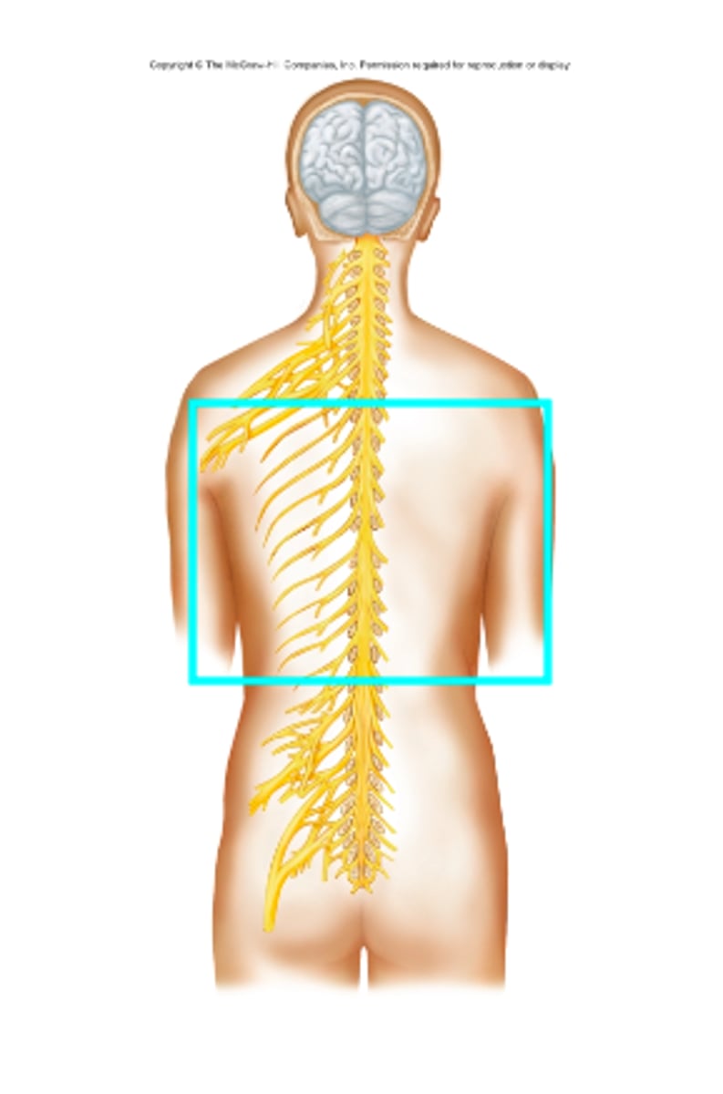 <p>What nerves is the blue box surrounding?</p>